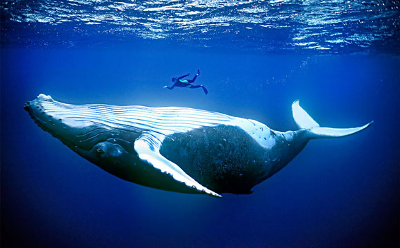 Quel est le plus gros mammifère marin ?