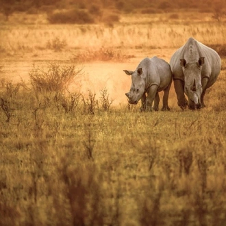 tourhub | Alaitol Safari | Camping Safari To Manyara, Serengeti and  Ngorongoro. 