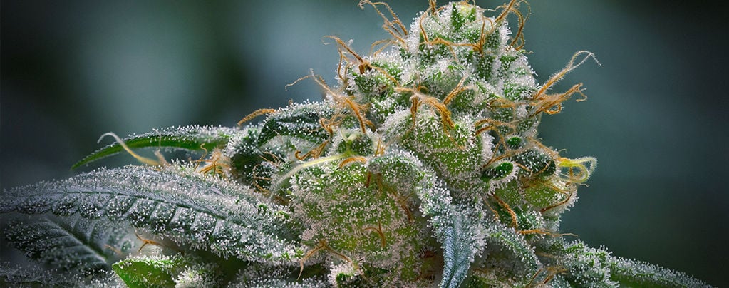 Why is “good” stress important for trichome production?