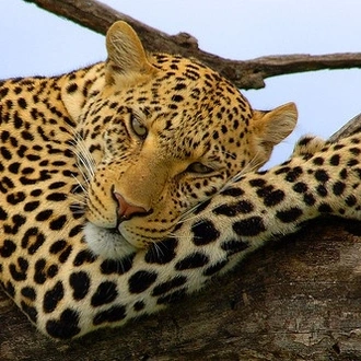 tourhub | Tanzania Royal Tours and Safaris | 3 Days Tanzania Serengeti private Camping Royal Tour 