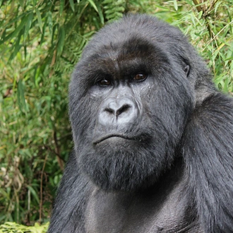 tourhub | Intrepid Travel | Gorillas, Game Parks & Beaches 