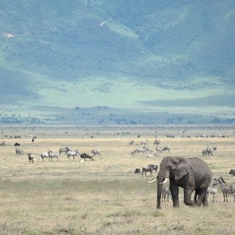 tourhub | Across Africa Tours Travel  | Explore to Tarangire, Ngorongoro Crater and Lake Manyara for 2 Days( Basic) 