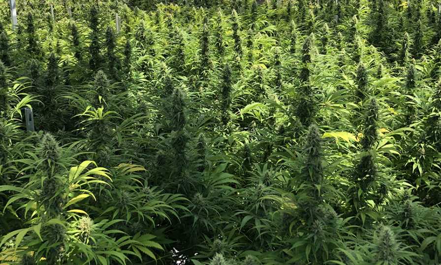 Ready To Start Growing Your Own Marijuana?