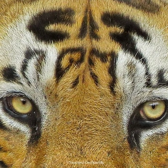 tourhub | Wildlife Dreams | Call of the Jungle Kanha and Pench 