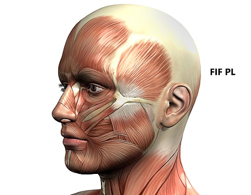 Représentation de la formation : Rééducation Maxillo-Faciale