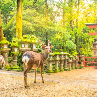 tourhub | Exodus Adventure Travels | Walk the Nakasendo Trail 