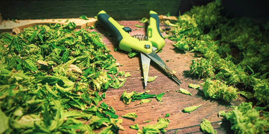 What Are the Best Pruning Shears for Cannabis?