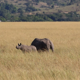 tourhub | Royal Private Safaris | 10 DAYS CITY, SUN AND BUSH KENYA SAFARI 