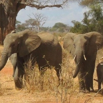tourhub | Gracepatt Ecotours Kenya | Private 9 Day Safari: Kenya & Tanzania 