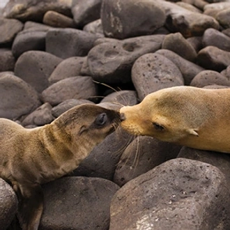 tourhub | Globus | Independent Galapagos at the Finch Bay Resort & Peru 