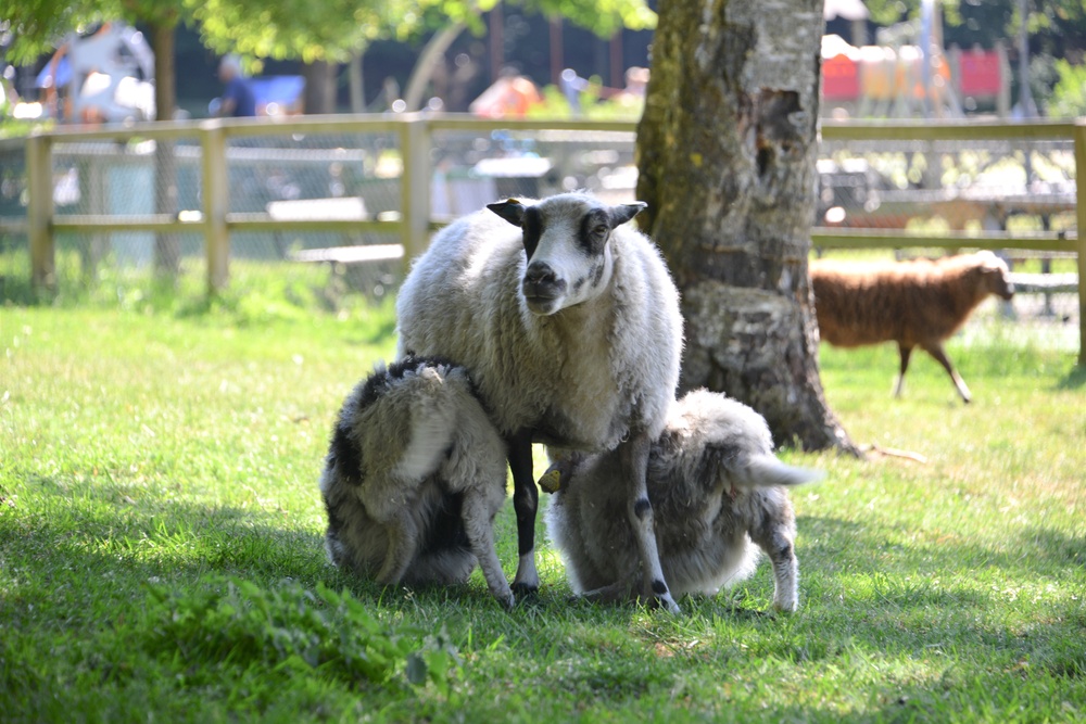 Tre får som står tätt intill i en hage.