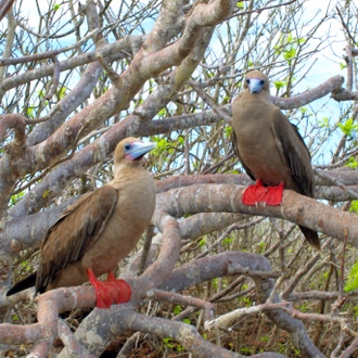 tourhub | Exodus Adventure Travels | Galapagos Encounter - Archipel I (Itinerary B) 