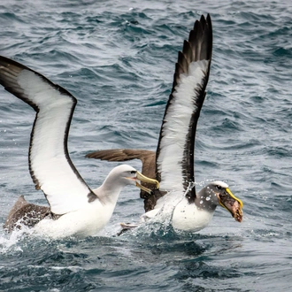 tourhub | Heritage Expeditions | Birding Down Under 