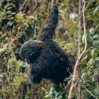 tourhub | Kawira Safaris Ltd | 2 days Uganda Gorilla Trek from Kigali 