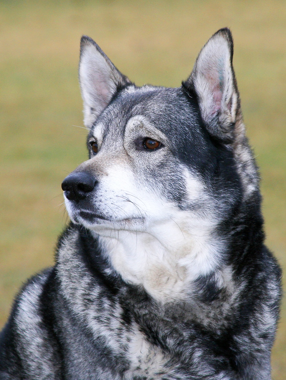 Jämthund är en svensk hundras som används vid bland annat löshundsjakt. Foto: Lotta Bengtsson