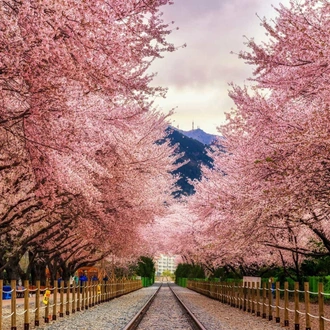 tourhub | Crooked Compass | Cherry Blossoms and Nomads 