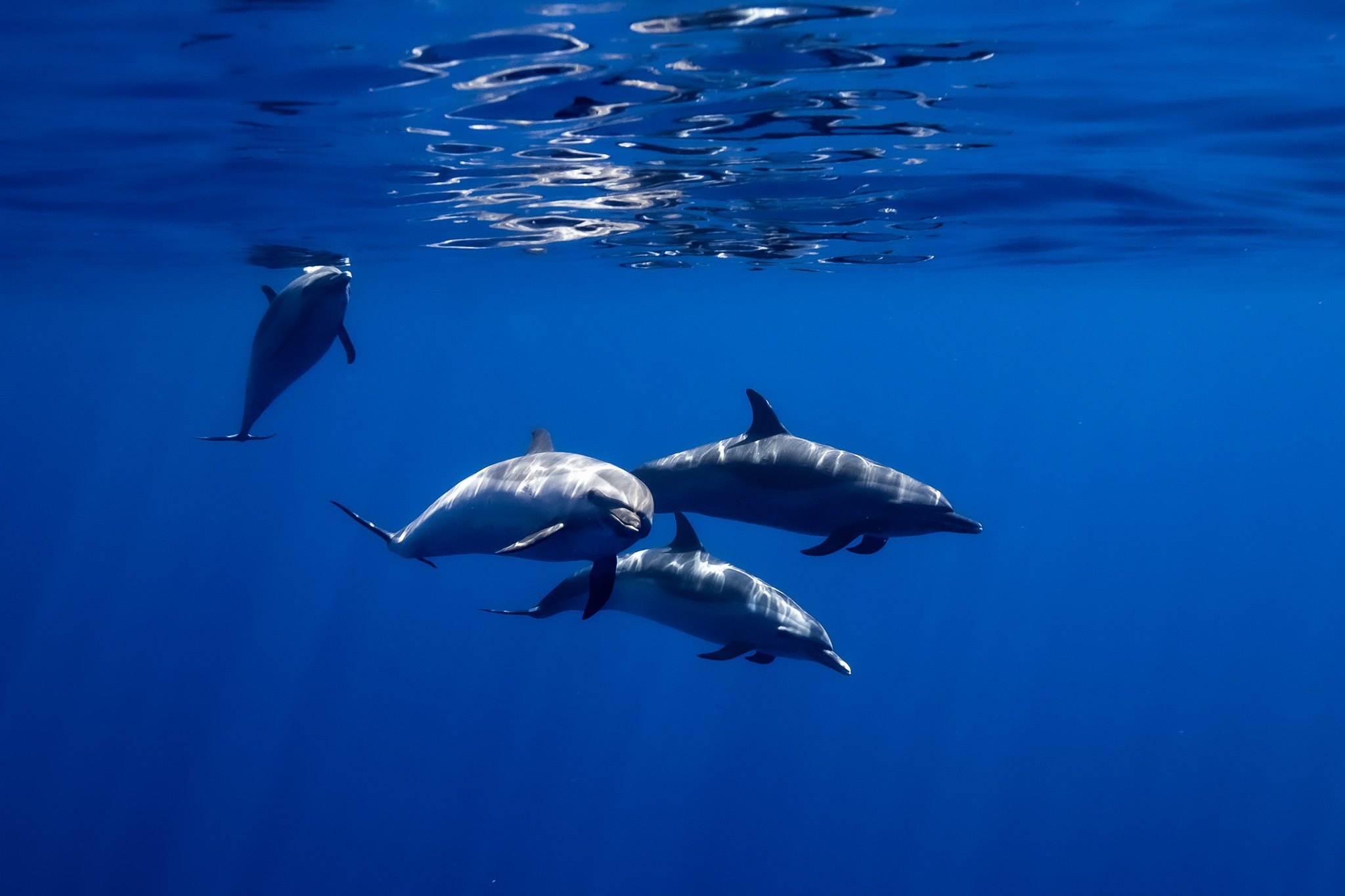 Dolphin Tours Oahu