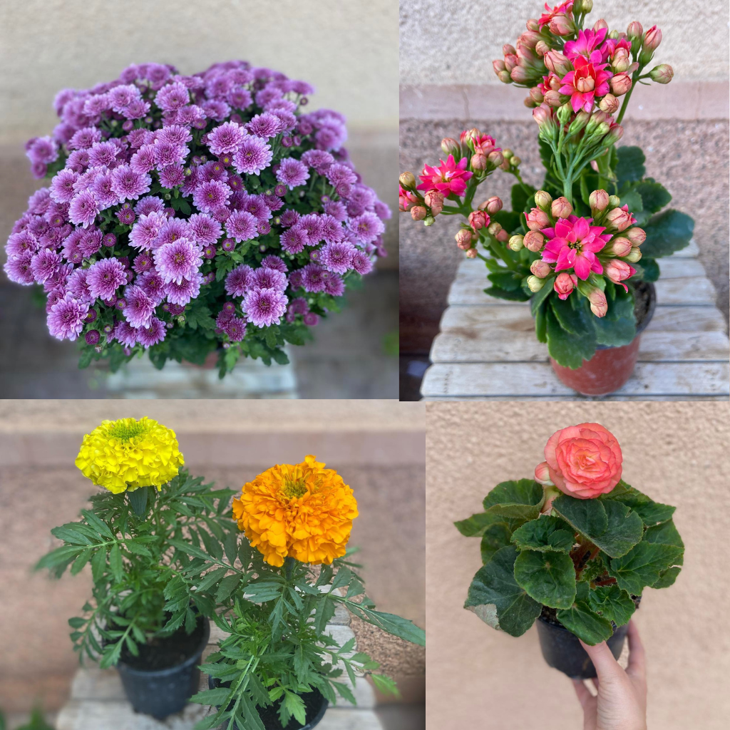 sell flowers online