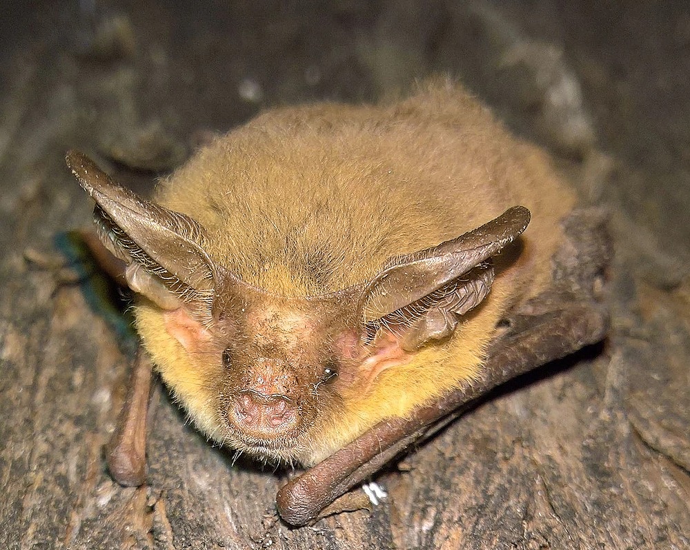 Eastern long eared bat taken by Leroy Gonsalves