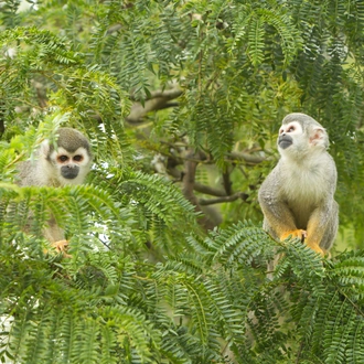 tourhub | Exodus Adventure Travels | Highlights of Ecuador: Andes to Amazon 