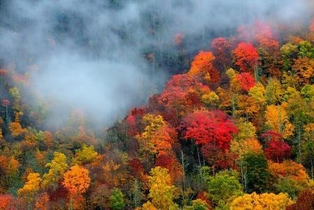 1-Day Great Smoky Mountains Fall Tour from Pigeon Forge