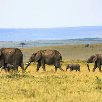 tourhub | Starluck Travel | 3 Days Masai Mara Road Package 