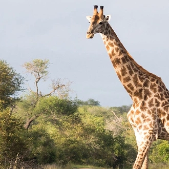 tourhub | Intrepid Travel | Premium Kenya & Southern Africa Highlights 