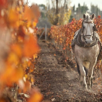 tourhub | Bamba Travel | Mendoza Wine & Mountains Adventure 4D/3N 