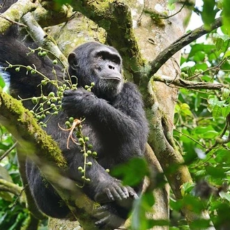 tourhub | Verdoro Safaris | 4 Day Tour Kibale Forest National Park and Gorilla Trekking 