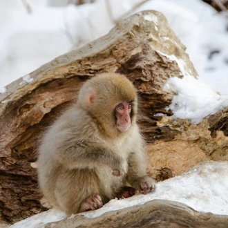 tourhub | Tweet World Travel | Japanese Alps - Snow Monkeys & Snow Corridor 