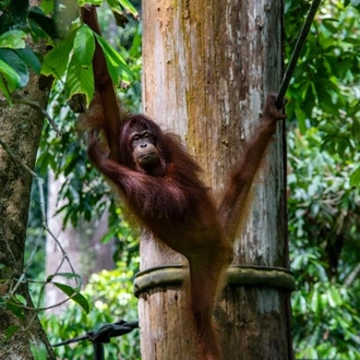 tourhub | G Adventures | Journeys: Best of Borneo 