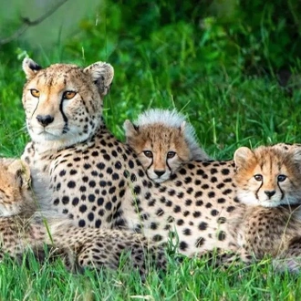 tourhub | Royal Private Safaris | 7 Days Kenya Road Safari With Luxury Lake Front Stay 