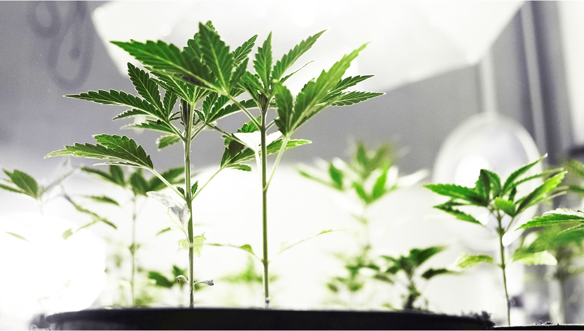 Reasons for Slow or Stunted Cannabis Growth