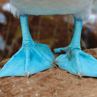 tourhub | Intrepid Travel | Galapagos Adventure: Northern Islands (Grand Daphne) 