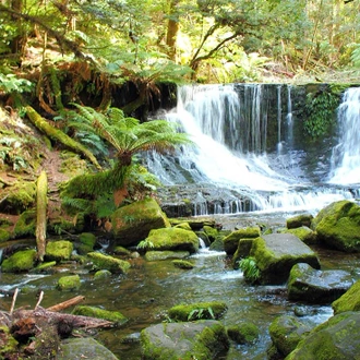 tourhub | Intrepid Travel | Hike Tasmania's Tarkine Wilderness 