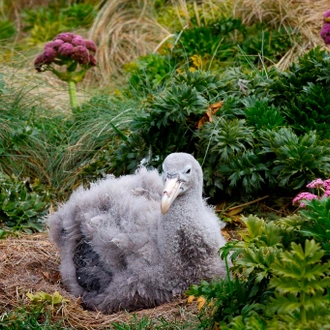 tourhub | Heritage Expeditions | Galapagos of the Southern Ocean 