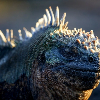 tourhub | Ecuador Galapagos Travels | 5 Days Galapagos Fascinating Nature 