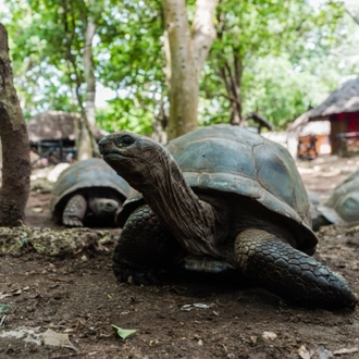 tourhub | Beach and Safari Holidays | Family Package Zanzibar & Selous / Nyerere NP 