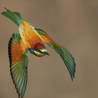 tourhub | Bunica Maria | Danube Delta Birding Tour, Romania 