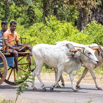 tourhub | Explore! | Family Highlights of Sri Lanka 