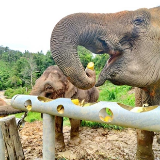 tourhub | Intrepid Travel | Chiang Mai & Elephant Experience  