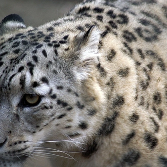 tourhub | Crooked Compass | Snow Leopards of Mongolia 