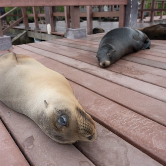 tourhub | Ecuador Galapagos Travels | 5 Days Galapagos Fascinating Nature 