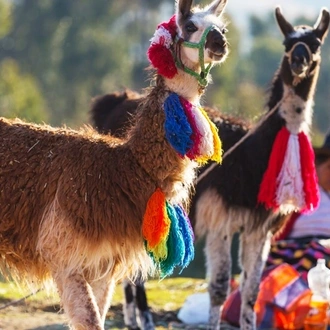 tourhub | Alpaca Expeditions | Lares Trek to Machu Picchu - 4 Days / 3 Nights 