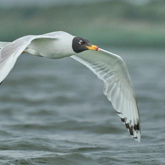 tourhub | Bunica Maria | Danube Delta Birding Tour, Romania 