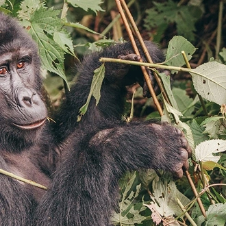 tourhub | Intrepid Travel | Gorillas & Game Parks 