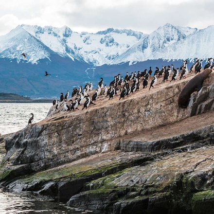 Penguins at the Beagle Channel