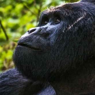 tourhub | G Adventures | Uganda Overland: Gorillas & Chimps 