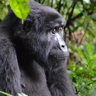 tourhub | Verdoro Safaris | 4 Day Tour Kibale Forest National Park and Gorilla Trekking 