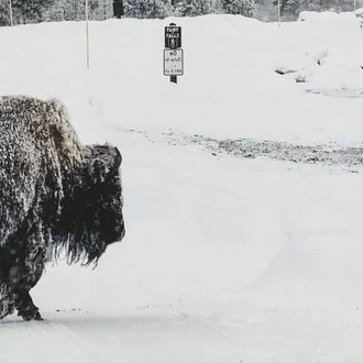 tourhub | On The Go Tours | Yellowstone in Winter - 6 days  